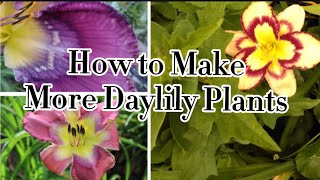 How to grow Daylily Flowers from seeds [upl. by Marinelli]