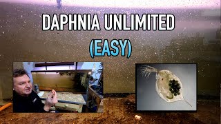 How I Raise Daphnia Water Fleas And You Can Too [upl. by Larissa]