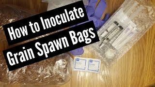 How to Inoculate Grain Spawn Bags [upl. by Purdy]