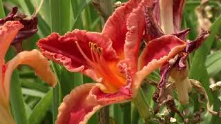 Prairie Yard amp Garden Daylilies [upl. by Ennalyrehc]