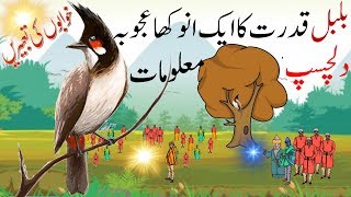 Interesting Facts About Bulbul  Facts About Birds  Hayat ul Haiwan [upl. by Lozano]