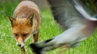 Are Foxes Getting Bolder  BBC Earth Explore [upl. by Lahcsap839]