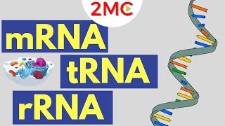 mRNA tRNA and rRNA function  Types of RNA [upl. by Alvina394]