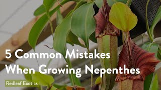 5 Most Common Mistakes When Growing Nepenthes [upl. by Yarb]