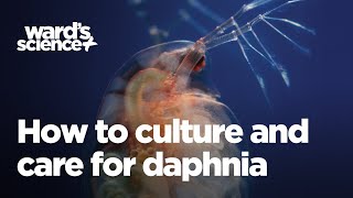 Caring and Culturing for Daphnia [upl. by Ybreh114]