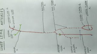 Lower Limb Arteries  Part 1  Femoral Popliteal Tibial Artery  TCML [upl. by Lexi]