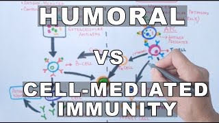 Humoral and Cell Mediated Immunity [upl. by Halona]