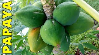 6 Tips How to Grow Papaya Perfectly in the Ground amp Containers [upl. by Durnan980]