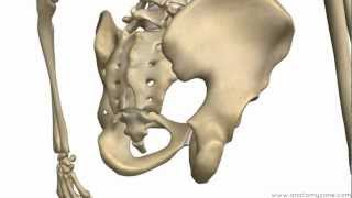 Bones of the Pelvis  Hip Bones  Anatomy Tutorial [upl. by Quintilla]