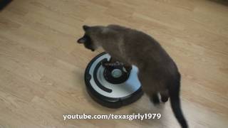 Cat shows HOW TO use iRobot Roomba Vacuum [upl. by Yahsan620]