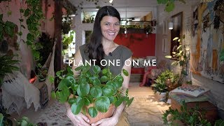 Pilea peperomioides Care amp Propagation — Plant One On Me — Ep 088 [upl. by Hazeefah561]