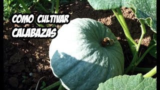 Como Cultivar Calabaza o Zapallo  Huerto Organico [upl. by Budd]