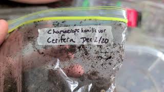 How to germinate Chamaerops Humilis var Cerifera palm seeds baggie method [upl. by Rolph]