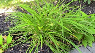 HOW TO Propagate Daylilies [upl. by Arsi968]