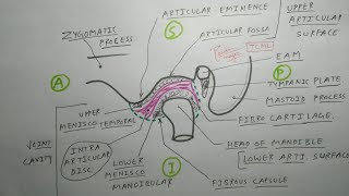 Temporomandibular Joint  1 TMJ Articular surface and joint cavity  TCML [upl. by Aneekas]