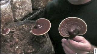 Paul Stamets with Reishi mushrooms in growroom [upl. by Obola491]