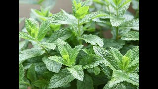 Spearmint Mint 101Nutrition Facts and Health Benefits [upl. by Septima912]