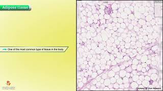 Fatty Acid Synthesis Pathway Overview Enzymes and Regulation [upl. by Heymann]