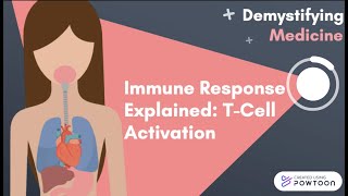 Immune Response Explained TCell Activation [upl. by Lonergan623]