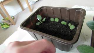 How to take Jade plant cuttings Propagation [upl. by Klemens]