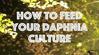 How To Feed Your Daphnia Culture [upl. by Bowes265]