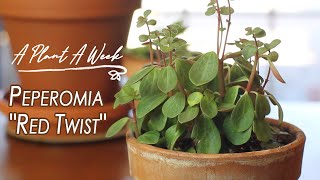 Peperomia quotRed Twistquot Care  A Plant A Week [upl. by Polik]