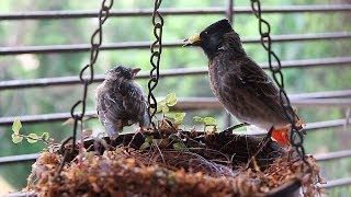 Baby bulbul learning to fly Red Vented Bulbul Nest Part 2 [upl. by Nary]