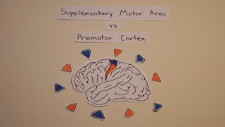 Supplementary Motor Area vs Premotor Cortex [upl. by Avelin218]