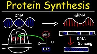 Transcription and Translation  Protein Synthesis From DNA  Biology [upl. by Airrat]