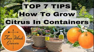 How To Grow Fruit Trees CITRUS In Containers  feat FourWindsGrowerscom [upl. by Tegdirb321]