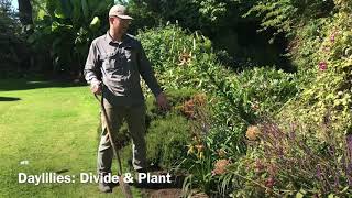 How to Divide and Plant Daylilies [upl. by Baniez]