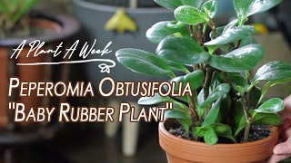 Peperomia Obtusifolia quotBaby Rubber Plantquot Care  A Plant A Week [upl. by Keung]