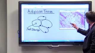 Adipose Tissue [upl. by Etram]