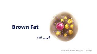 What is Brown Fat [upl. by Larred]