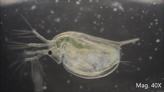 Daphnia magna under the Microscope [upl. by Hobie155]