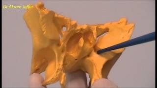 Osteology of the Skull 9 Sphenoid Bone [upl. by Kopans445]