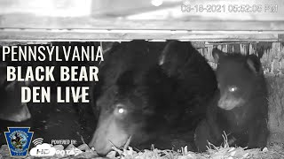 Black Bear Den Live Cam in Pennsylvania [upl. by Yrffoeg]