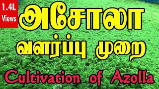 Azolla cultivation  அசோலா வளர்ப்பு முறை  How to grow Azolla  Beginners guide [upl. by Enelkcaj]