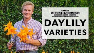 Daylily Varieties [upl. by Nereil]