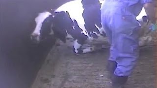 Advocacy group Cattle tortured in video [upl. by Dew]