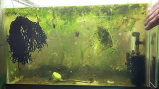 Scuds Daphnia Cherry Shrimp Copepods My aquatic food culture [upl. by Anyel]