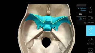 Anatomy of the Sphenoid Bone [upl. by Kaela]