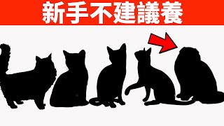 新手不建議養的5種貓，特別是最後一種，老司機也不能養！【初識貓咪EP4】 [upl. by Xena]