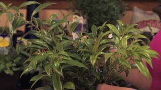 Flower Gardens  How to Grow Sweet Box Sarcococca Hookerana Humilis [upl. by Pembrook]