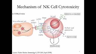 Immunology Lecture 27 NK Cells [upl. by Emiaj]