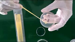 Inoculating an agar plate with E coli [upl. by Lewse]