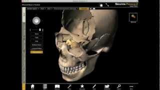 Exploring the Ethmoid Bone in 3D with Skeleton Premium [upl. by Nady]