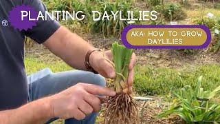 PLANTING DAYLILIES  How to plant daylilies [upl. by Grube]