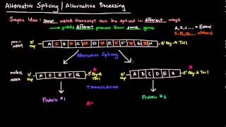 Alternative Splicing  Alternative Processing Eukaryotes [upl. by Akenom]