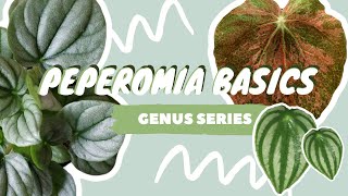 PEPEROMIA PLANT CARE  COLLECTION  houseplant genus series [upl. by Letti720]